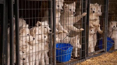 What goes on in a puppy mill? – Ban Puppy Farming In Australia