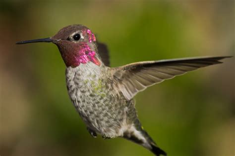 Are There Hummingbirds In Hawaii?