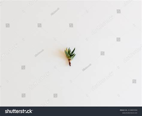 505 Variegated haworthia Images, Stock Photos & Vectors | Shutterstock