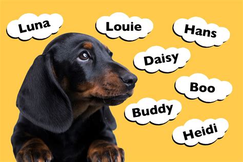 Top 201 Dachshund Names - I Love Dachshunds