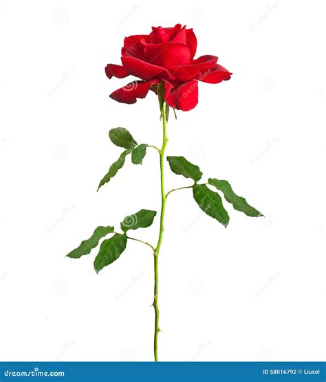 Long stem red rose stock photo. Image of plant, head - 58016792