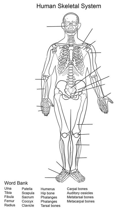 Human Skeletal System Anatomy coloring page - Download, Print or Color Online for Free