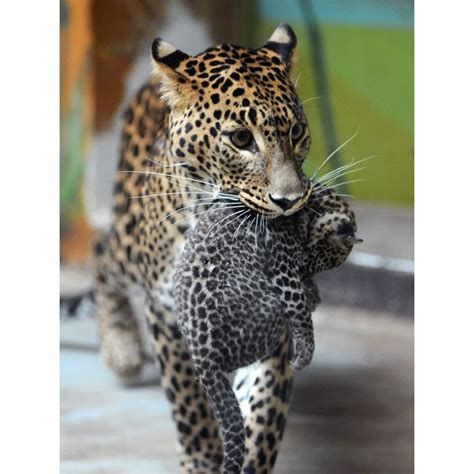 One of the two newly-born Sri Lankan leopard cubs is carried by her mother Sariska during ...