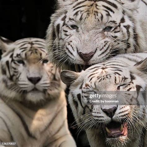 White Tiger Roar Photos and Premium High Res Pictures - Getty Images