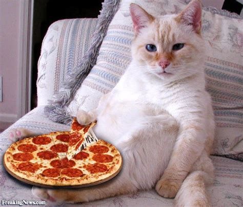 Pizza Cat | Cat Eating Pizza Pizza Pictures, Funny Cat Pictures, Funny Cat Videos, Funny Images ...