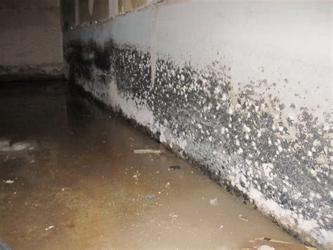 Is White Mold as Dangerous as Black Mold in Basement? Hartford, CT - Budget Dry Waterproofing