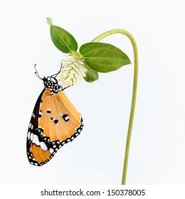 Realistic Monarch Butterfly Life Cycle Stage Stock Vector (Royalty Free ...