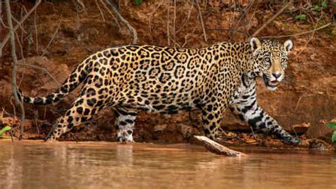 30 interesting facts about jaguars