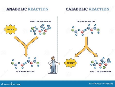 Anabolic Vs Catabolic Reaction Comparison in Metabolism Outline Diagram ...