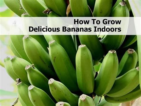 How To Grow Delicious Bananas Indoors