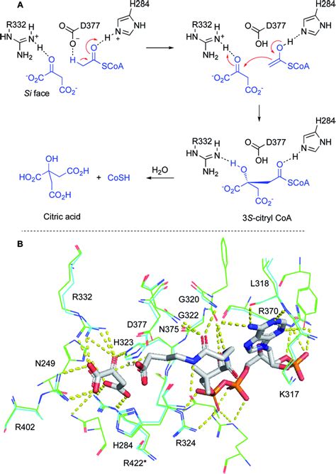 Conserved residues in citrate synthase: A, mechanism of citrate ...