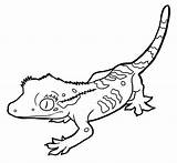 Dibujos De Gecko Para Colorear E Imprimir– ColoringOnlyCom sketch template