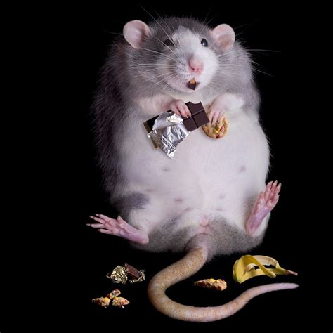 Ugly Rats Wallpapers - Wallpaper Cave