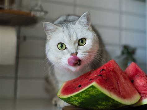 Can My Cat Eat Watermelon? Comprehensive Guide to Fruits & Veggies for ...