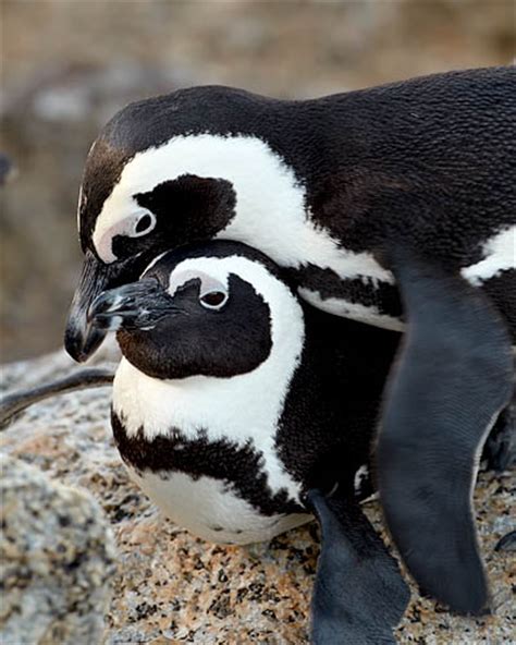 JHP Blog - March 31, 2011 - Penguin Pair at Boulders Beach, South Africa