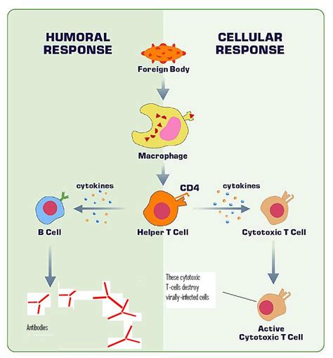 What are examples of humoral immunity? | Socratic