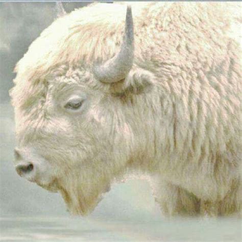 White Buffalo | Albino animals, Animals, Animals wild