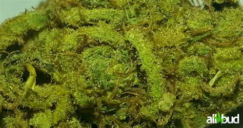 Sugar Cookie Marijuana Strain Information & Reviews | AllBud