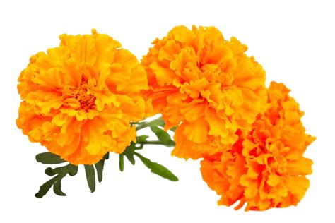 marigold png 10 free Cliparts | Download images on Clipground 2024