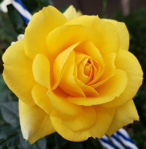 Single Yellow Rose | iFlowers