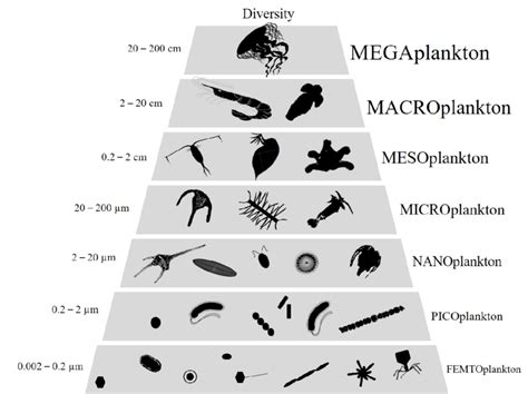 Plankton Definition Characteristics Types Diet Size