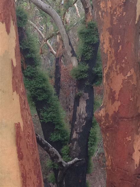 Eucalyptus trees recovering after a fire | Eucalyptus tree, Eucalyptus, Tree