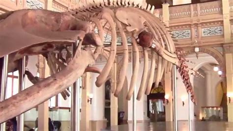 18 meter long whale skeleton at National Museum in Santiago, Chile - YouTube