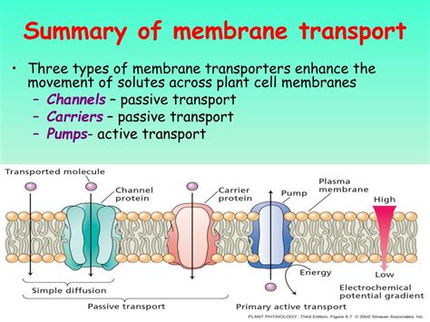 PPT - Lipids, Biological Membranes, and Membrane Transport Chapters 9 ...