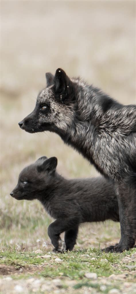 Wallpaper Black fox and cub, wildlife 3840x2160 UHD 4K Picture, Image