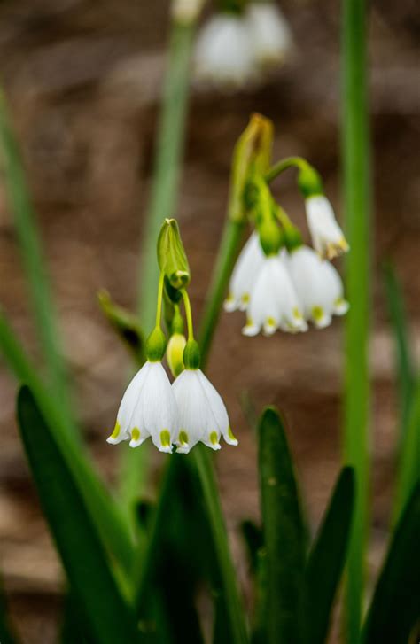 Lilly of the Valley | The valley, Lillies, Photographer