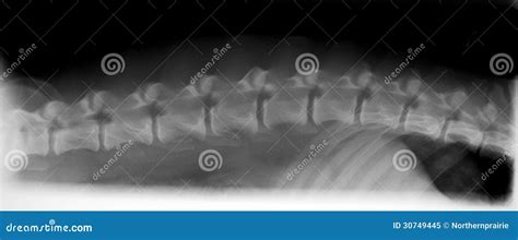 Xray of dog spinal column stock image. Image of spine - 30749445