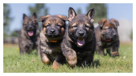 Kraftwerk K9 German Shepherd Puppies! | puppy, German Shepherd dog ...