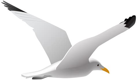 Seagull clipart 20 free Cliparts | Download images on Clipground 2024