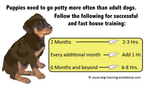 Effective Puppy Crate Training Schedule (2023)