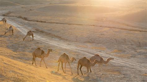 10 deslumbrantes fotos de la belleza de los desiertos de Israel - ISRAEL21c