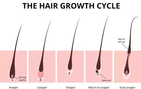 The Hair Growth Cycle explained - Hair Transplant Glasgow - Dr Bonaros