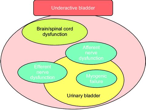 Contributing factors and mechanisms involved in underactive bladder. | Download Scientific Diagram