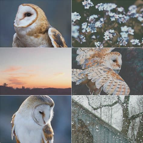 Otherkin Aesthetic, barn owl aesthetic [none of these images are...