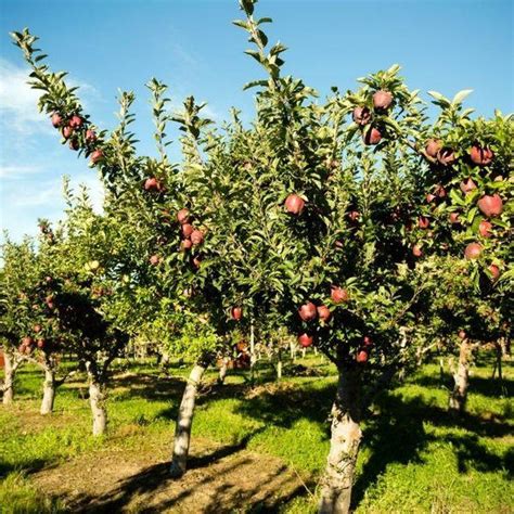 Buy Red Delicious Apple Trees Online | Garden Goods Direct