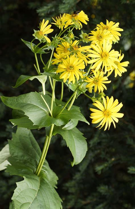 Silphium perfoliatum | Plants, Parts of a plant, Fire image