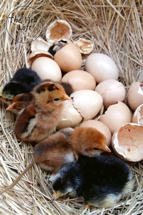 How To Hatch Eggs With A Broody Hen (Tips and Advice) - The Hen's Loft ...