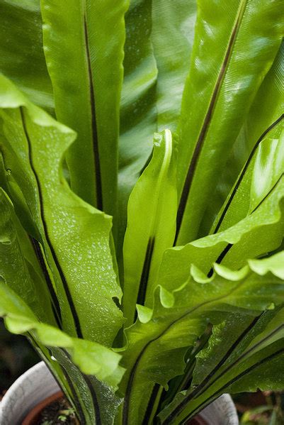 Asplenium fern - The Chelsea Gardener