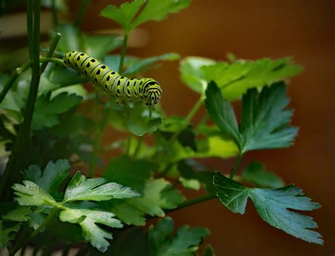 Black Swallowtail Caterpillar by vseger on DeviantArt