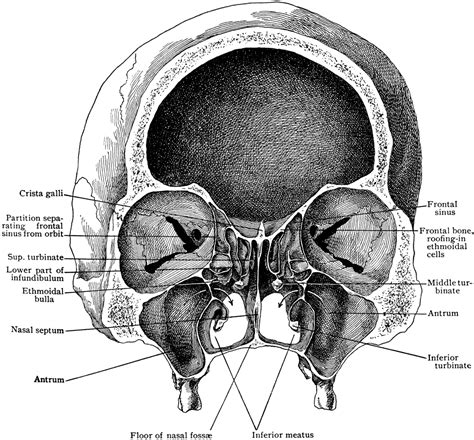 Frontal Section of Skull Showing Nasal Cavity | ClipArt ETC