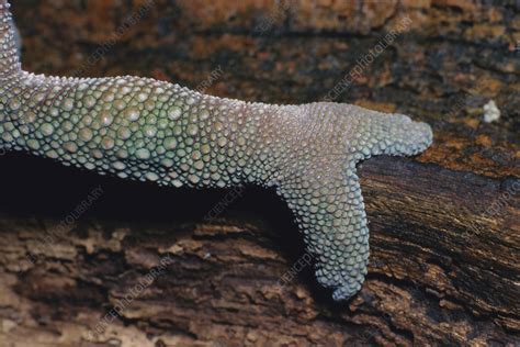 Panther Chameleon Foot - Stock Image - F031/3869 - Science Photo Library