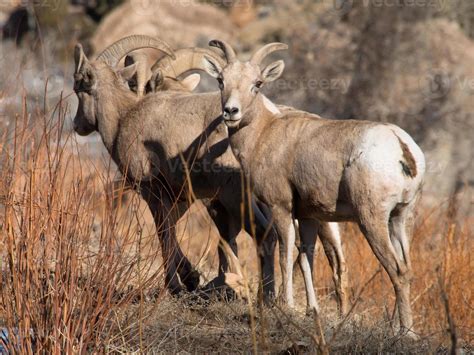 Desert Bighorn Sheep in Escalante Canyon Colorado 843723 Stock Photo at Vecteezy