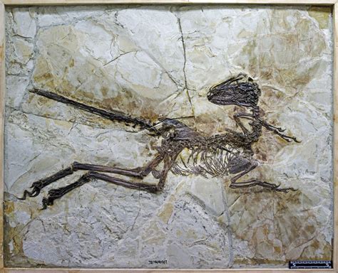 Zhenyuanlong Suni - The Newly Discovered Feathered Cousin of the Velociraptor