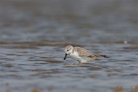 Spoon-billed Sandpiper – Birds of Singapore