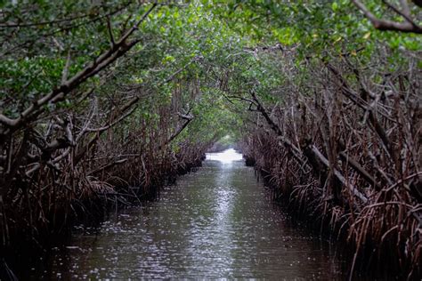 Everglades – The Florida Guidebook