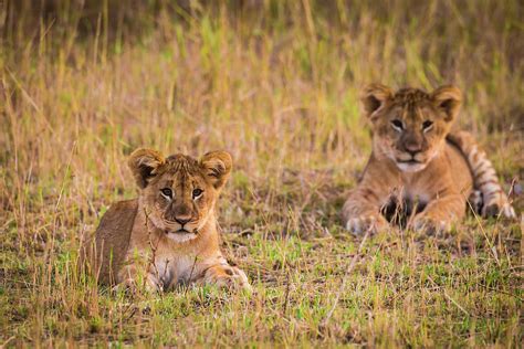 Africa Tanzania African Lion Cubs Photograph by Ralph H. Bendjebar - Pixels